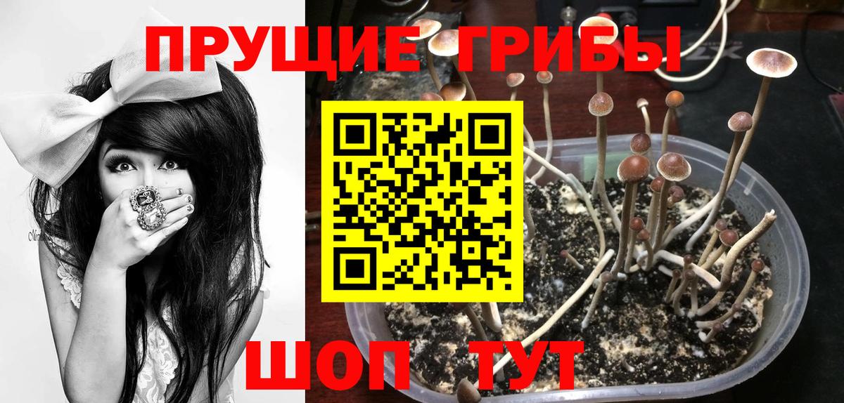 Кулебаки  Галлюциногенные грибы Psilocybe  Галлюциногенные грибы Psilocybe  Вход с VPN 